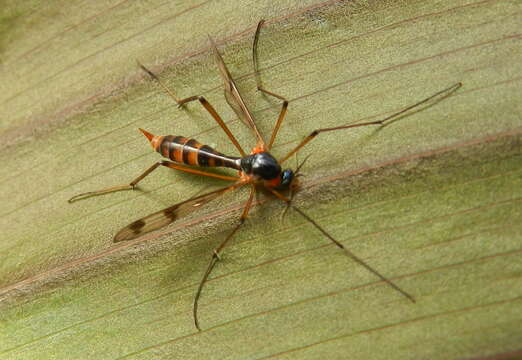 Image of Ptychoptera quadrifasciata Say 1824