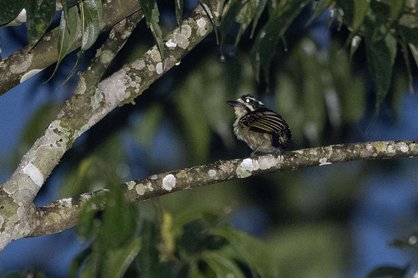 Image of Yellow-throated Tinkerbird