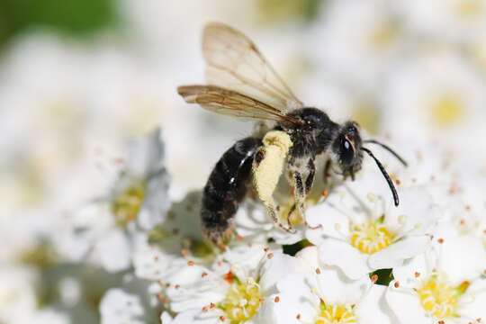 Andrena rufosignata Cockerell 1902 resmi