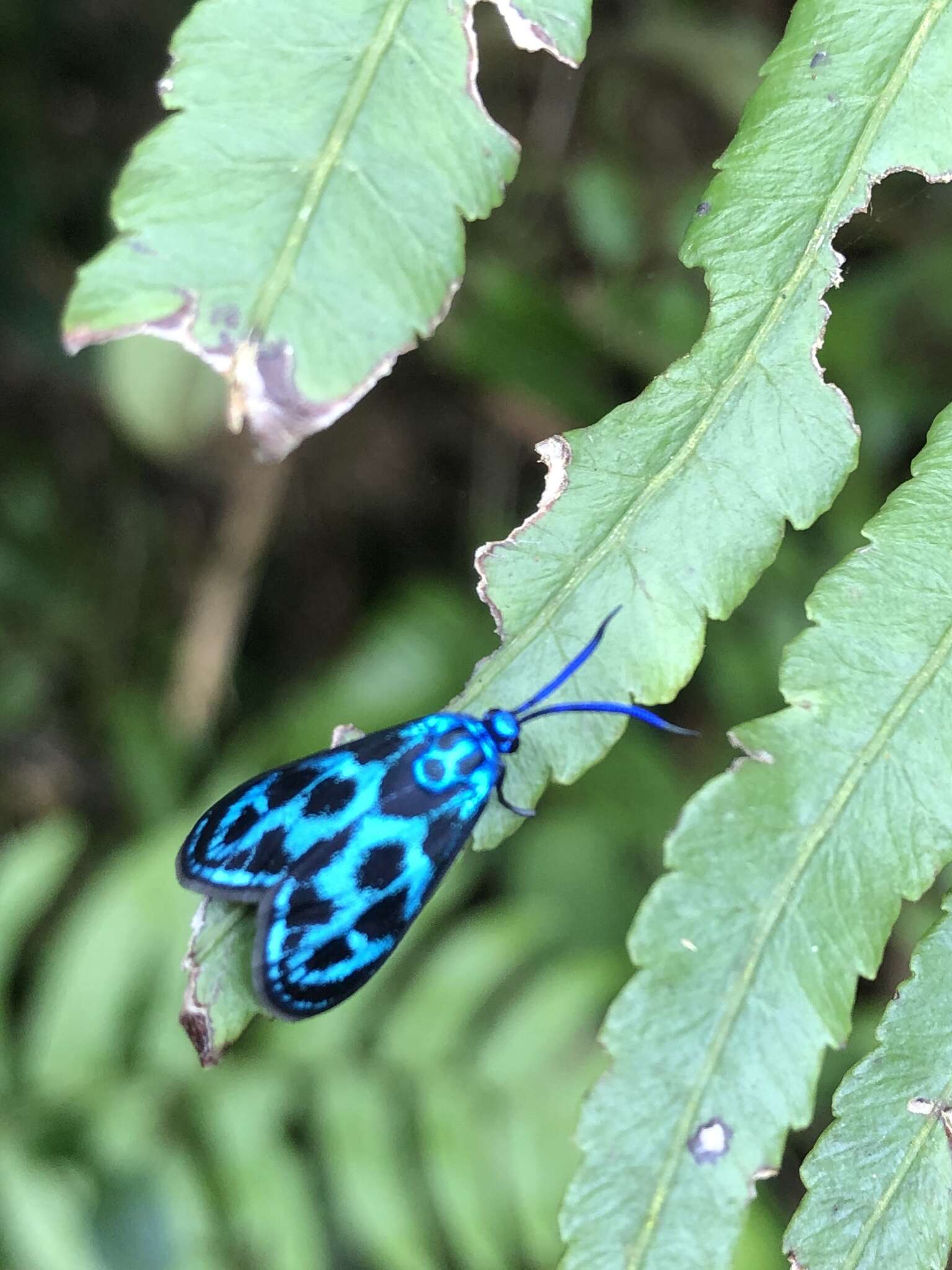 Image of <i>Clelea formosana</i>