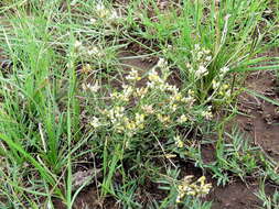 Image of Helichrysum rosum (Berg.) Less.