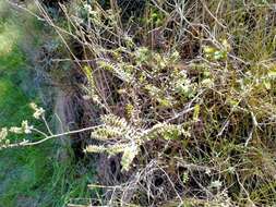 Image of Veronica pimeleoides subsp. faucicola (Kellow & Bayly) Garn.-Jones