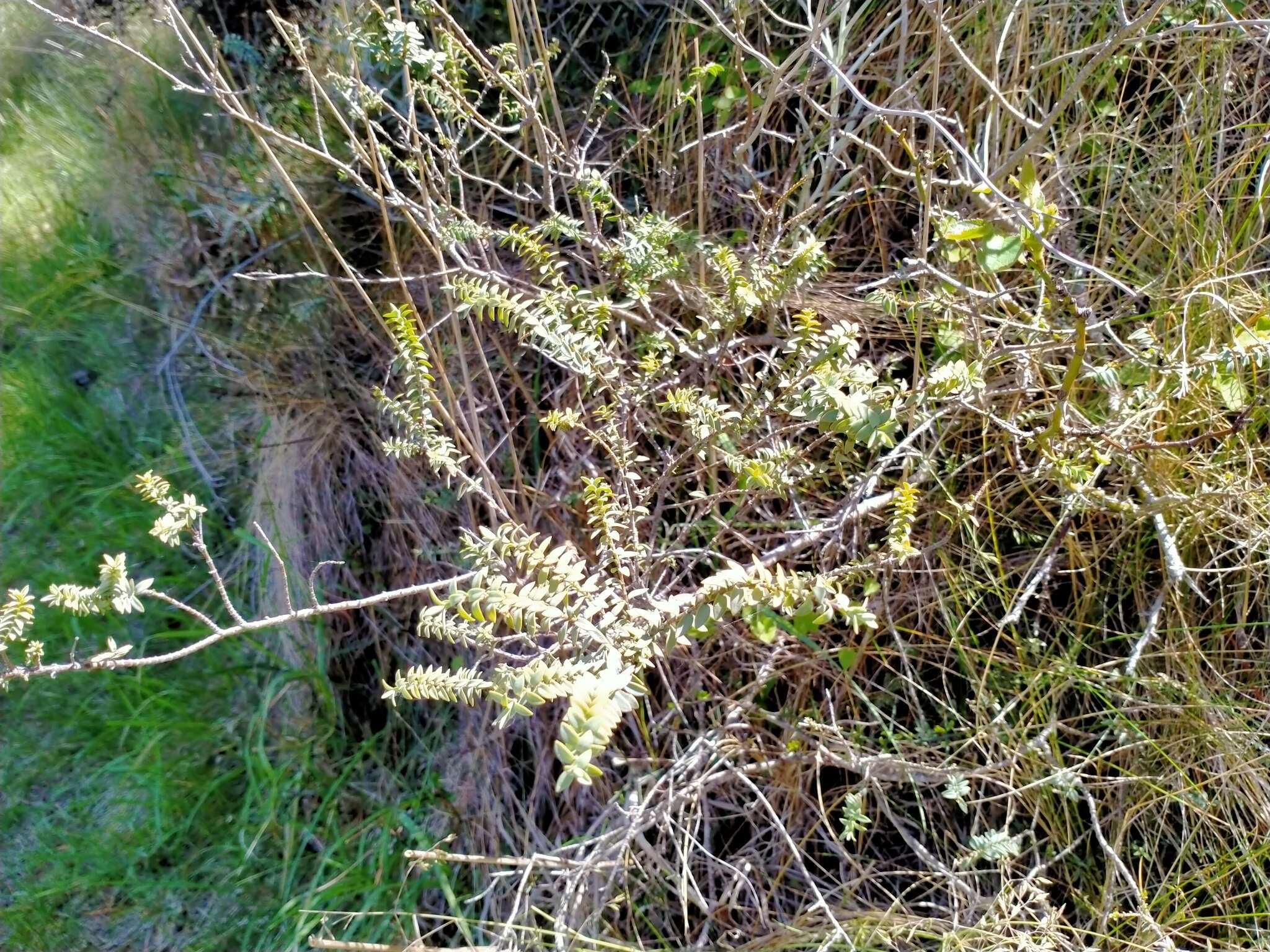 Image of Veronica pimeleoides subsp. faucicola (Kellow & Bayly) Garn.-Jones