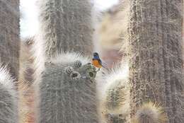 صورة Rauenia bonariensis (J. F. Gmelin 1789)