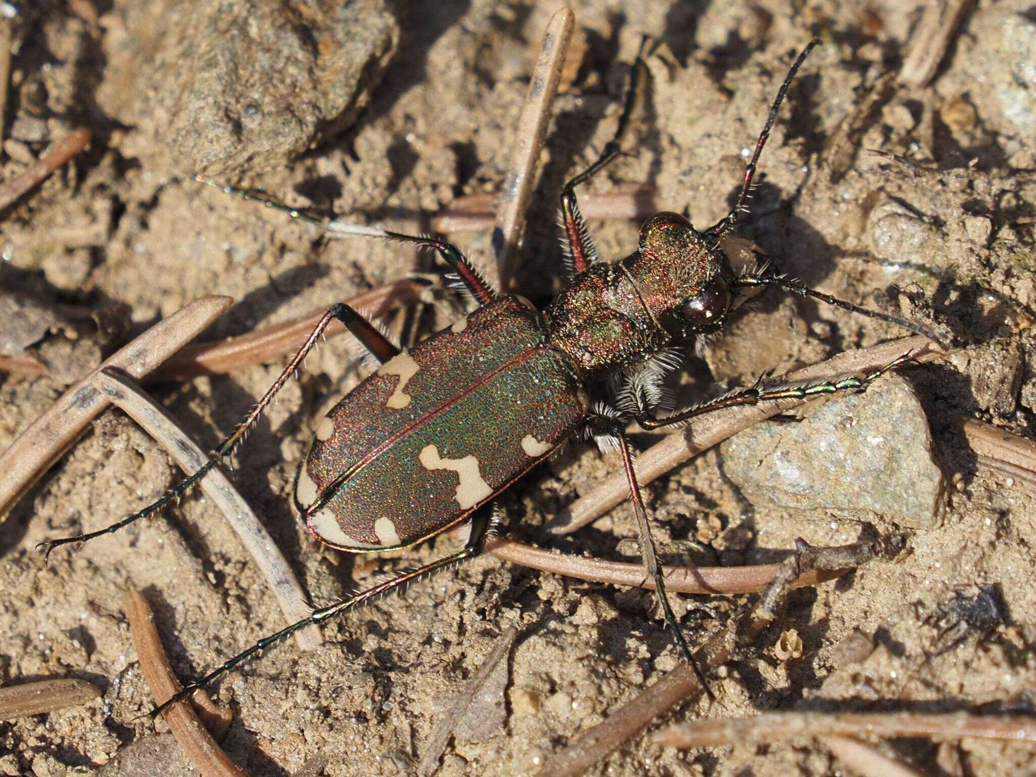 Image of Cicindela (Cicindela) sylvicola Dejean 1822