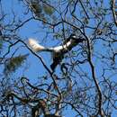 Plancia ëd Colobus guereza kikuyuensis Lönnberg 1912