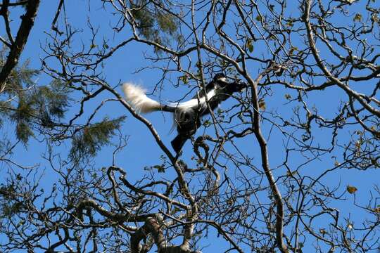 Слика од Colobus guereza kikuyuensis Lönnberg 1912