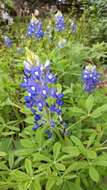 Image of Texas lupine