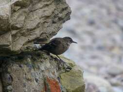 Image of Peruvian Seaside Cinclodes