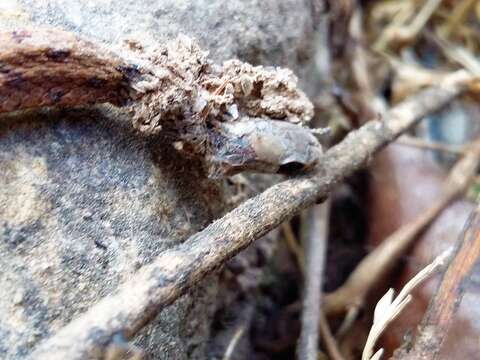 Image of Mexican Brown Snake