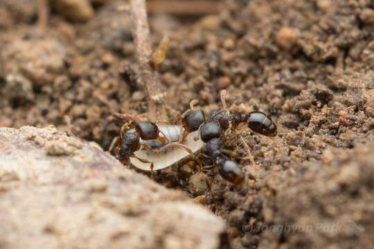 Image of Japanese Pavement Ant