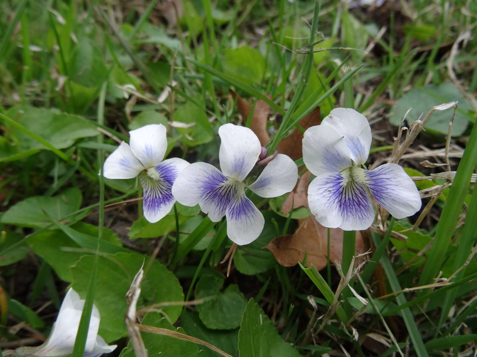 Image of Viola sororia f. priceana (Pollard) Cooperr.