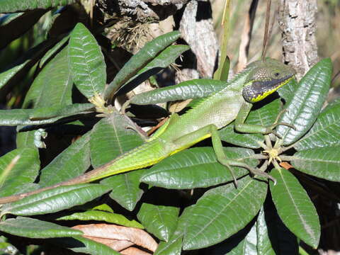 Image of Black-cheek lizard