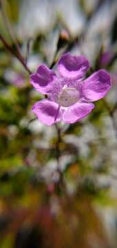 Image of Seminole False Foxglove