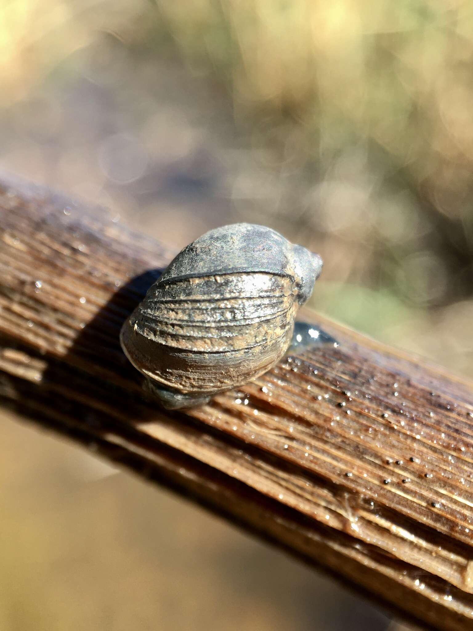 Image of Isidorella hainesii (Tryon 1866)