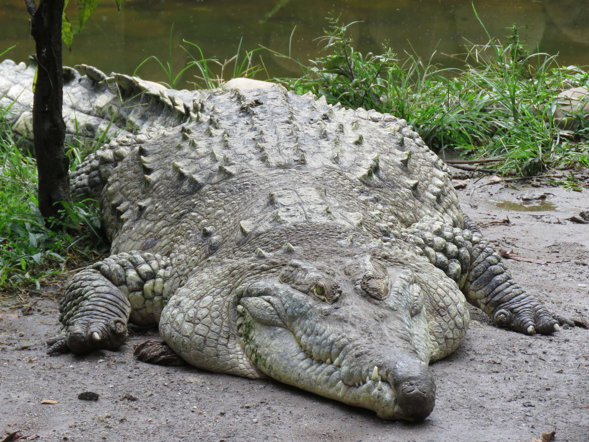 Image of Orinoco Crocodile