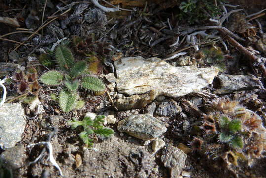 Image of Myosotis antarctica Hook. fil.