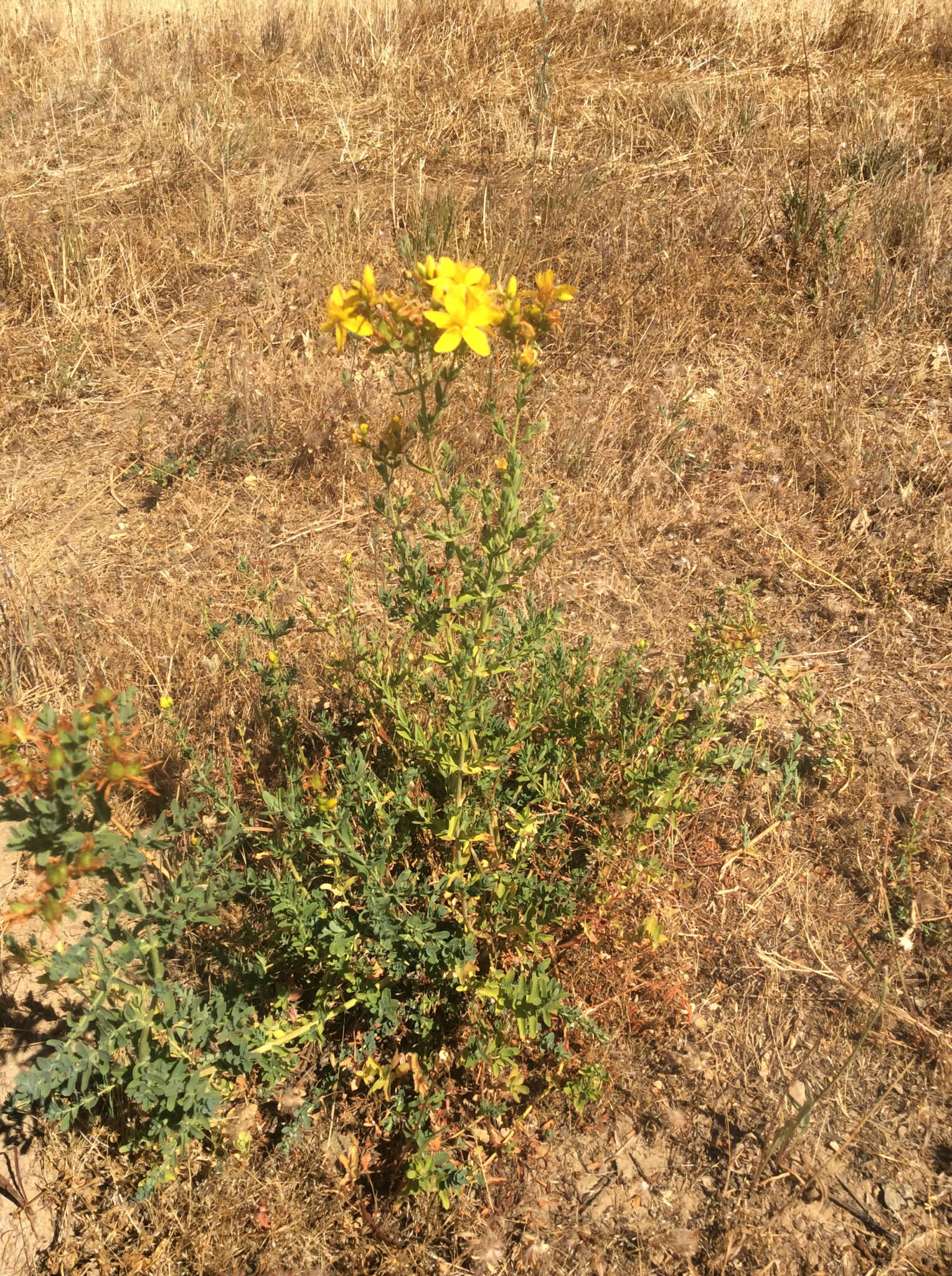 Image of St John's wort