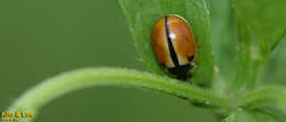 Image of Propylea japonica (Thunberg 1781)