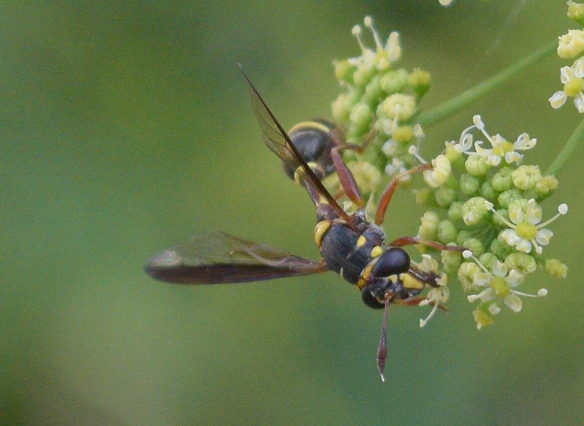 Sivun Polybiomyia kuva