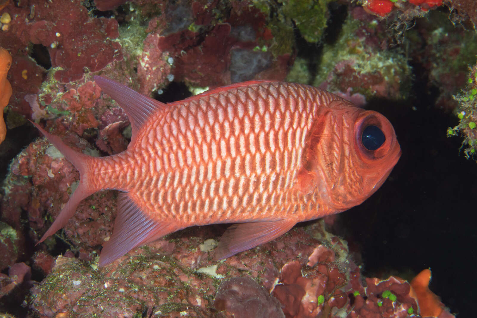 Image of Blacktip Soldierfish