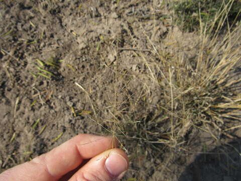 Image of Target Dropseed