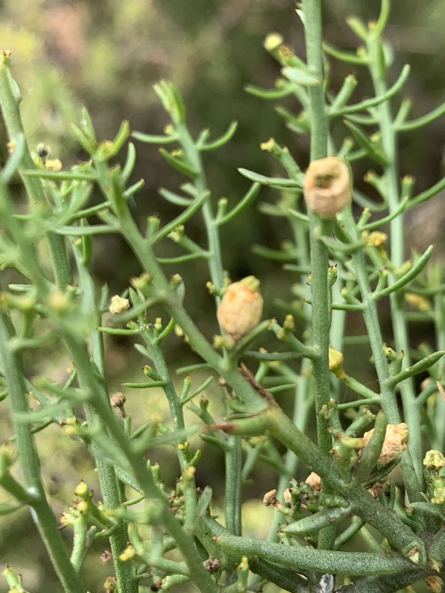 Image of Thesium triflorum Thunb. ex L. fil.