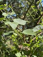 Sivun Hibiscus furcellatus Desr. kuva