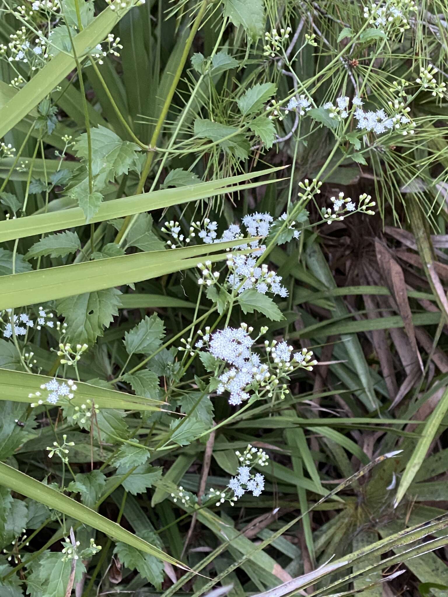 Imagem de Ageratina jucunda (E. Greene) A. Clewell & Woot.