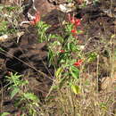 Image of Ruellia angustior (Nees) Lindau