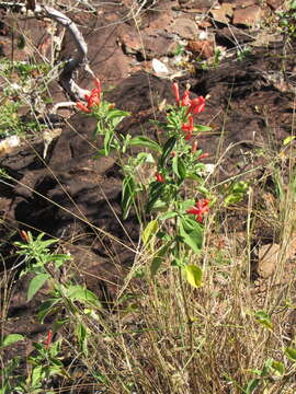 Image of Ruellia angustior (Nees) Lindau