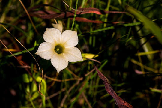 Image of Sebaea grandis (E. Mey.) Steud.