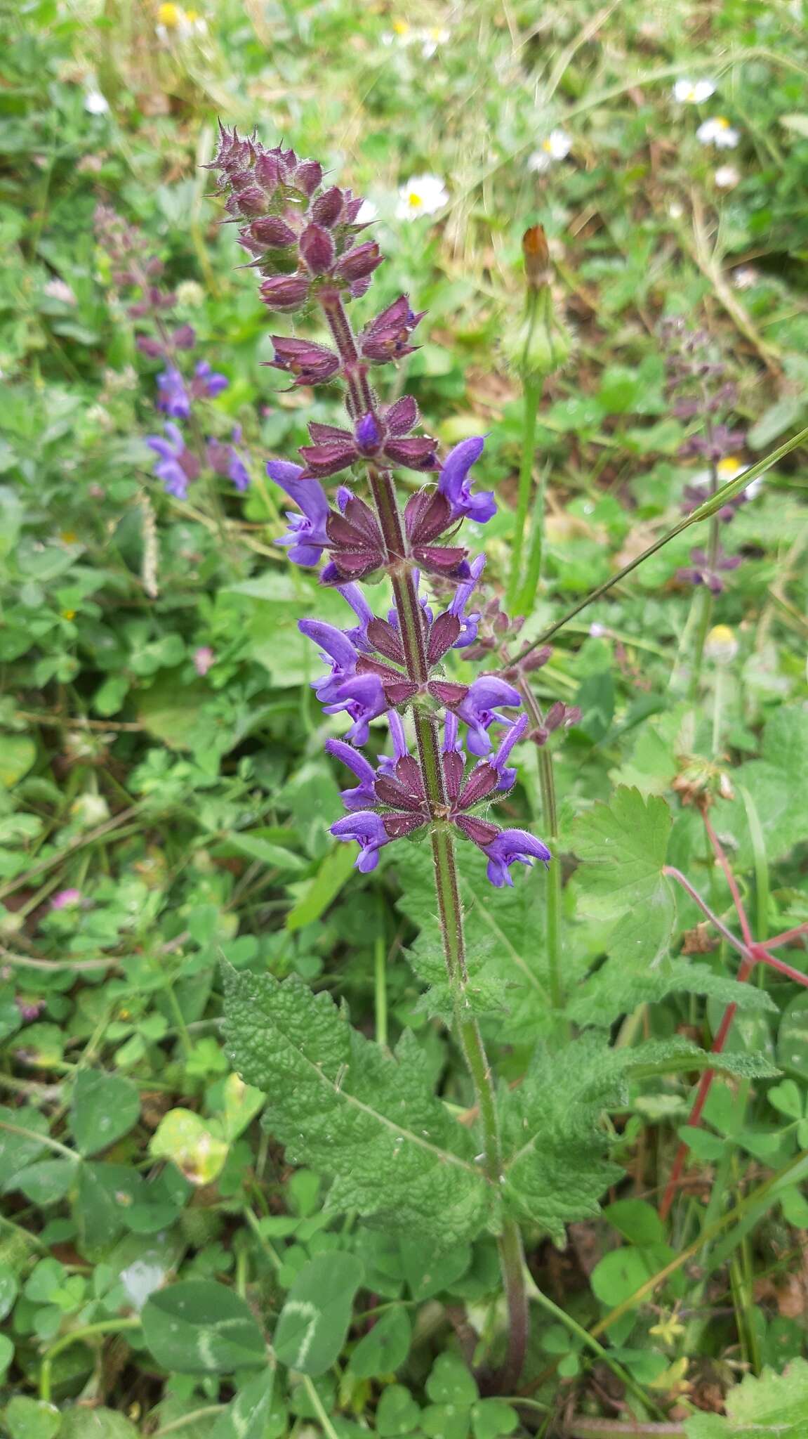 Imagem de Salvia sclareoides Brot.