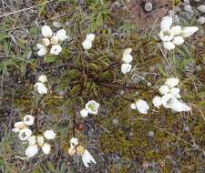 Image of Gentianella serotina (Cockayne) T. N. Ho & S. W. Liu