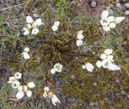 Image de Gentianella serotina (Cockayne) T. N. Ho & S. W. Liu