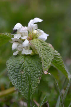 Image of Lamium album subsp. album