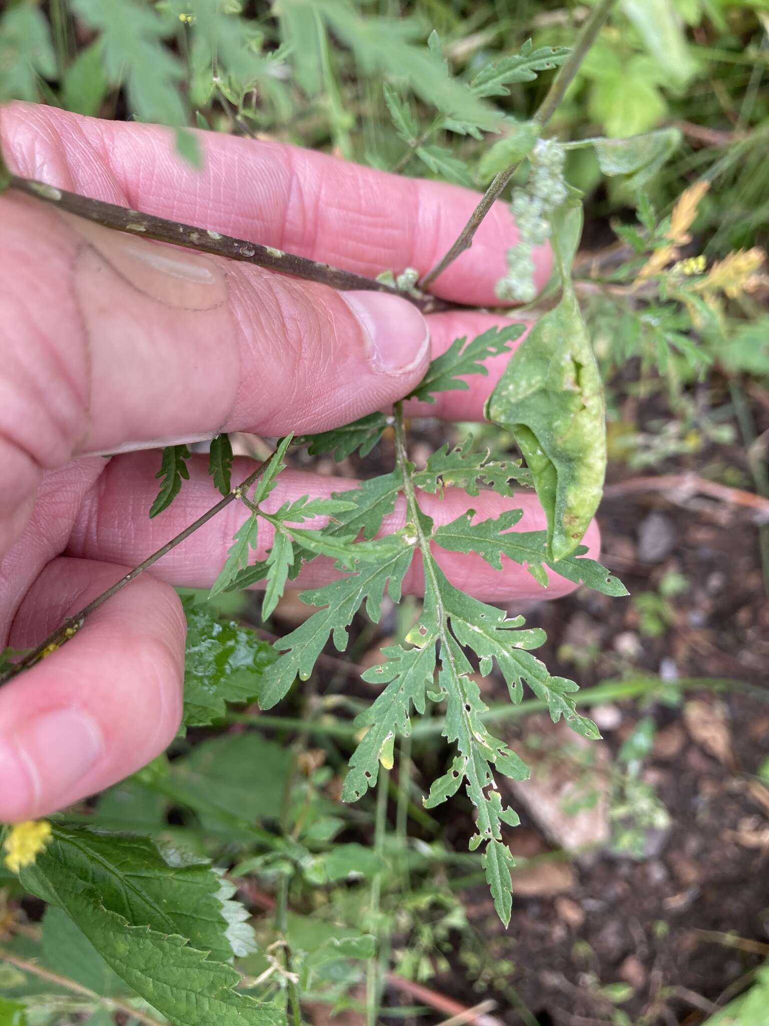 Image of mountain tansymustard