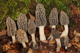 Image of Morchella diminutiva M. Kuo, Dewsbury, Moncalvo & S. L. Stephenson 2013