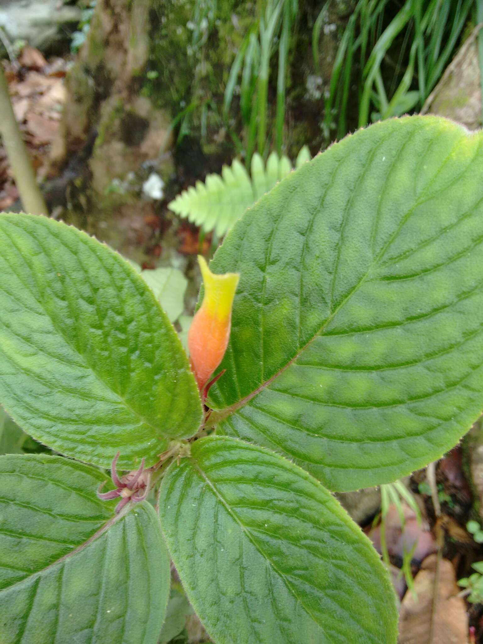 Image of Columnea nervosa (Klotzsch ex Oerst.) Hanst.