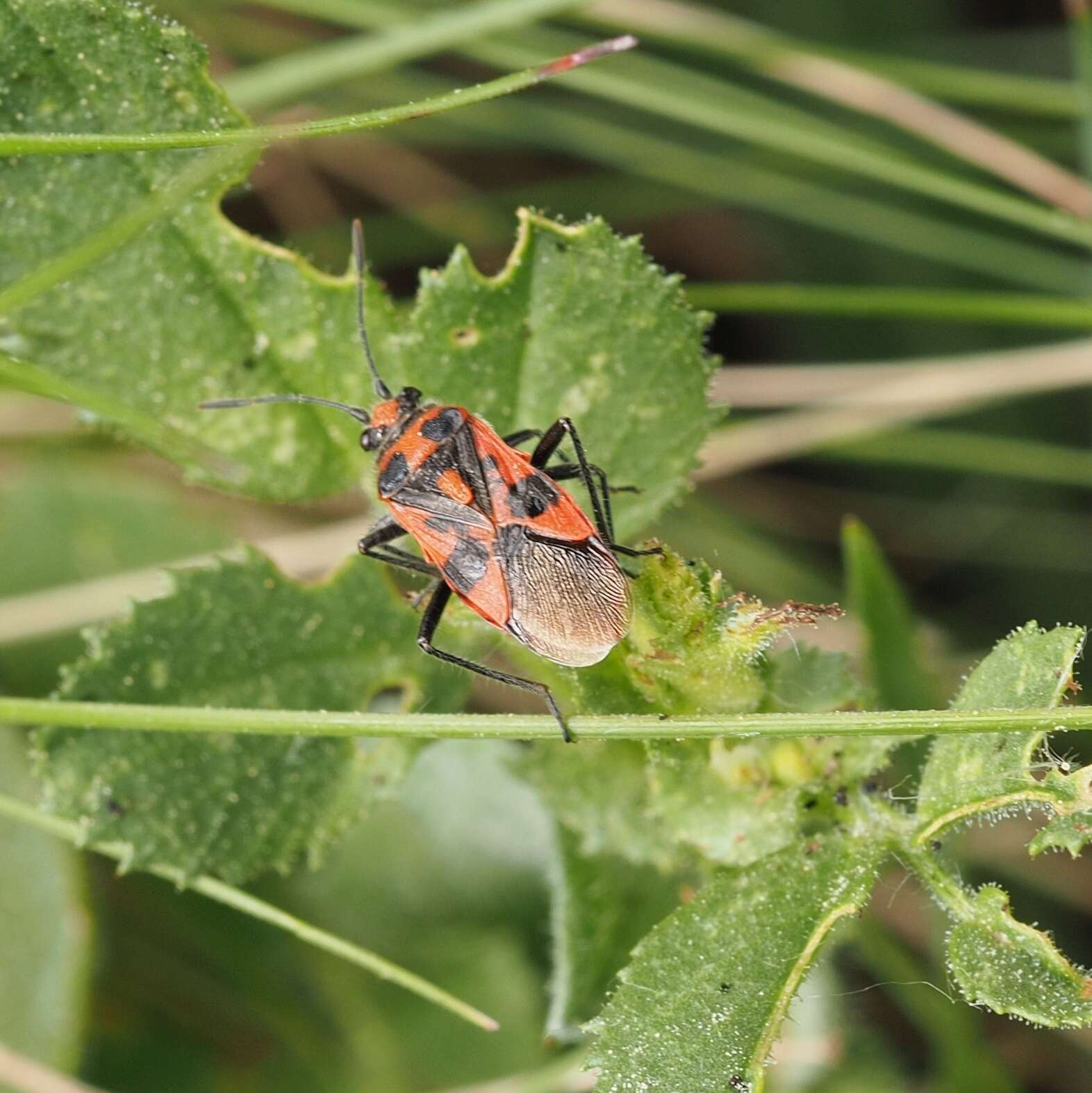 Image of black & red squash bug