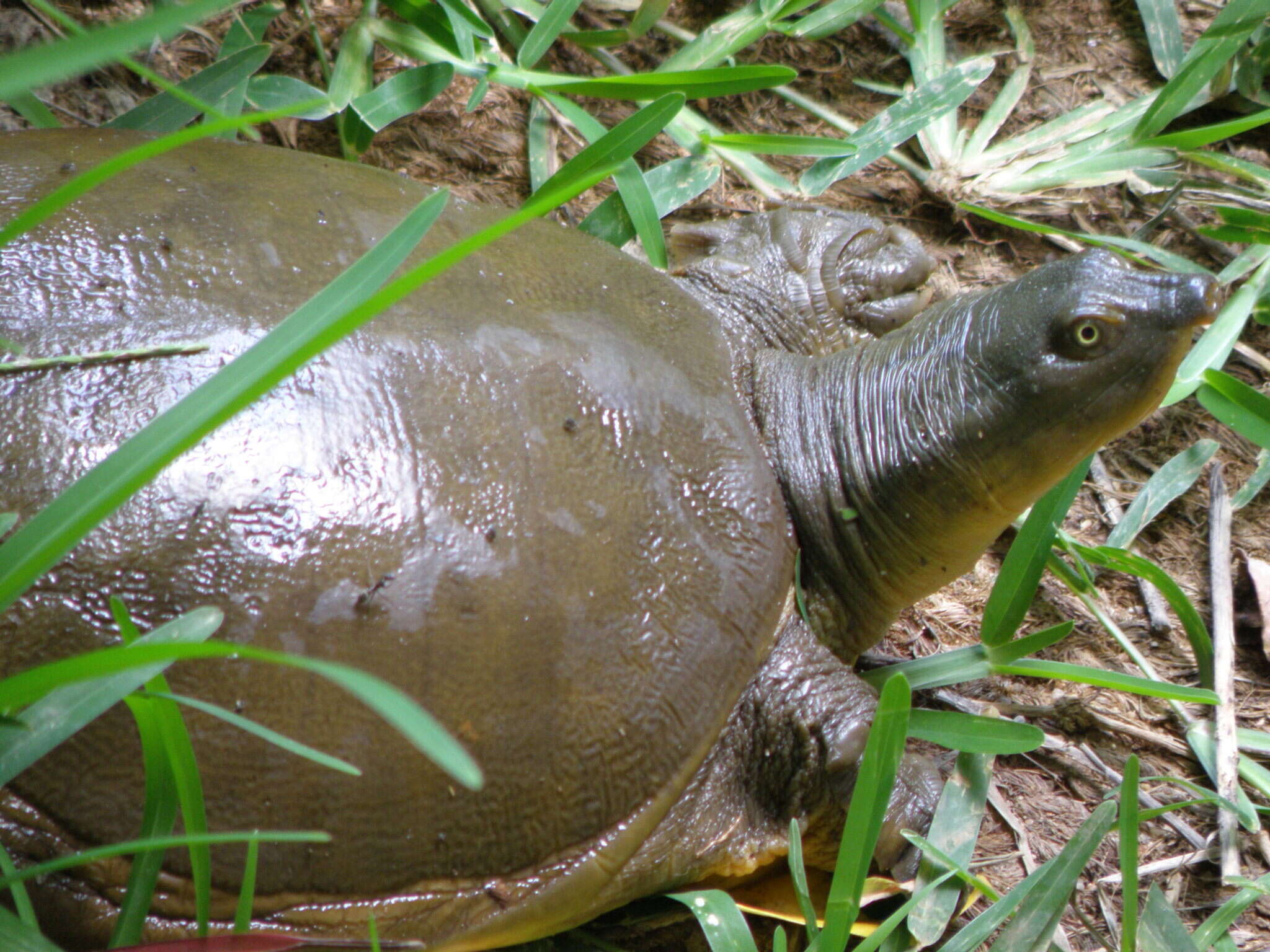 Image of Southern Indian Flapshell Turtle