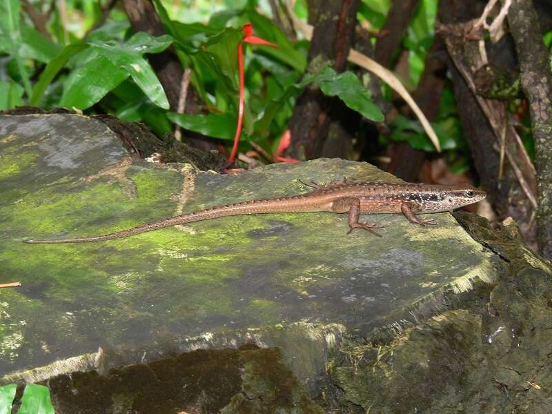 Image of Closed-litter Rainbow-skink