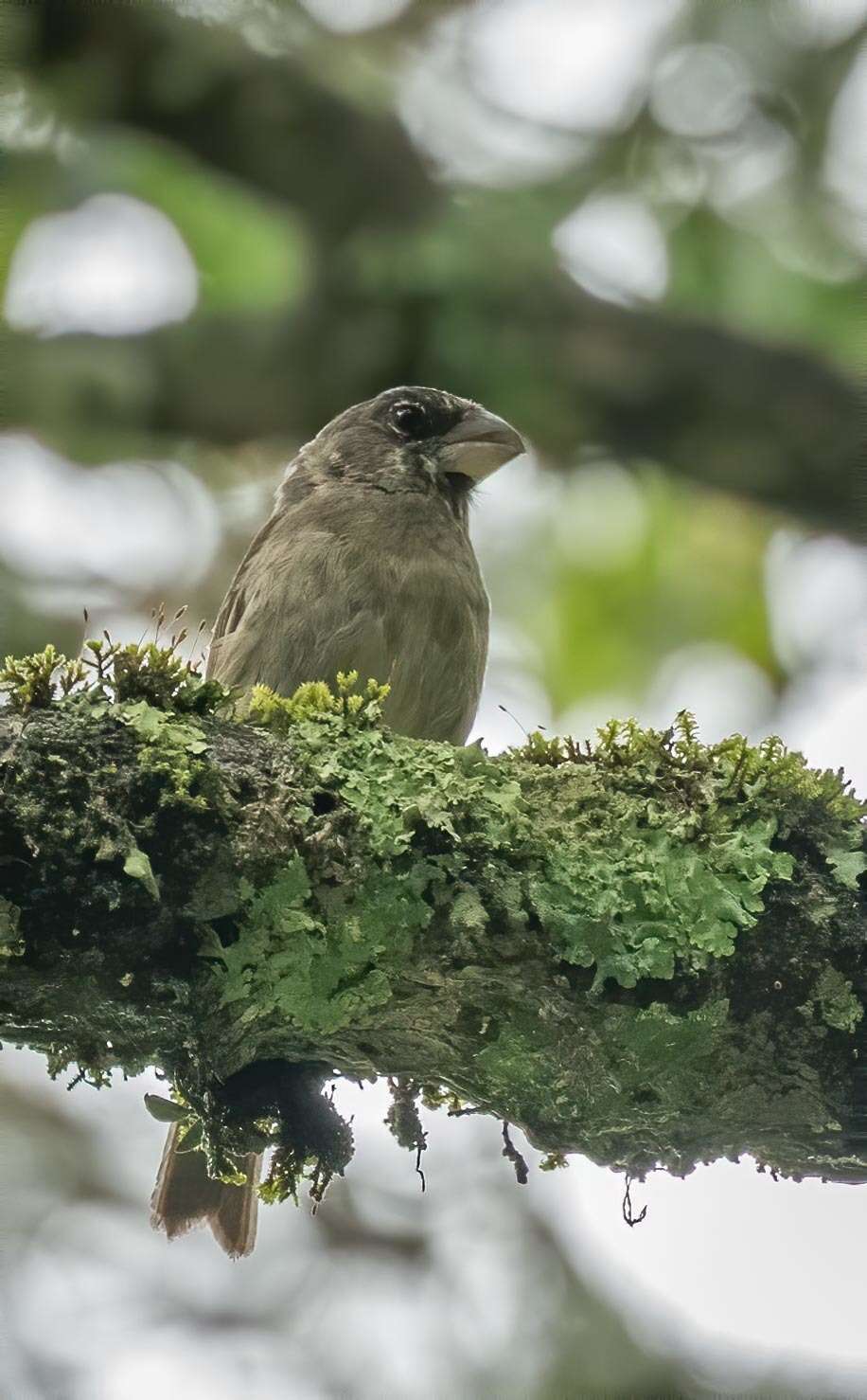 Image of Thick-billed Seedeater