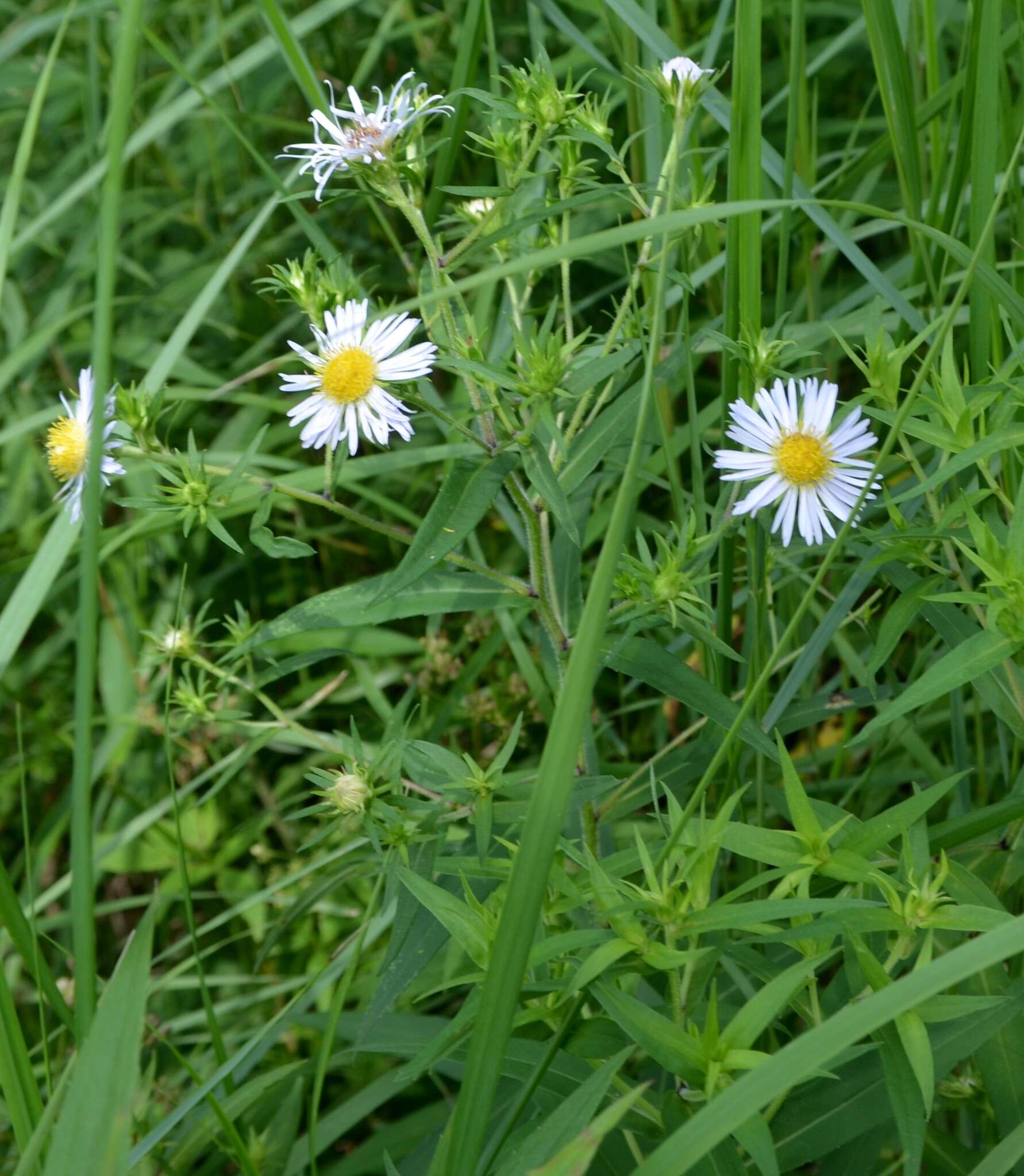 Image de Symphyotrichum puniceum (L.) A. Löve & D. Löve