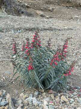 Image of <i>Penstemon cerrosensis</i>