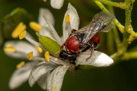 Image of Hylaeus proximus (Smith 1879)