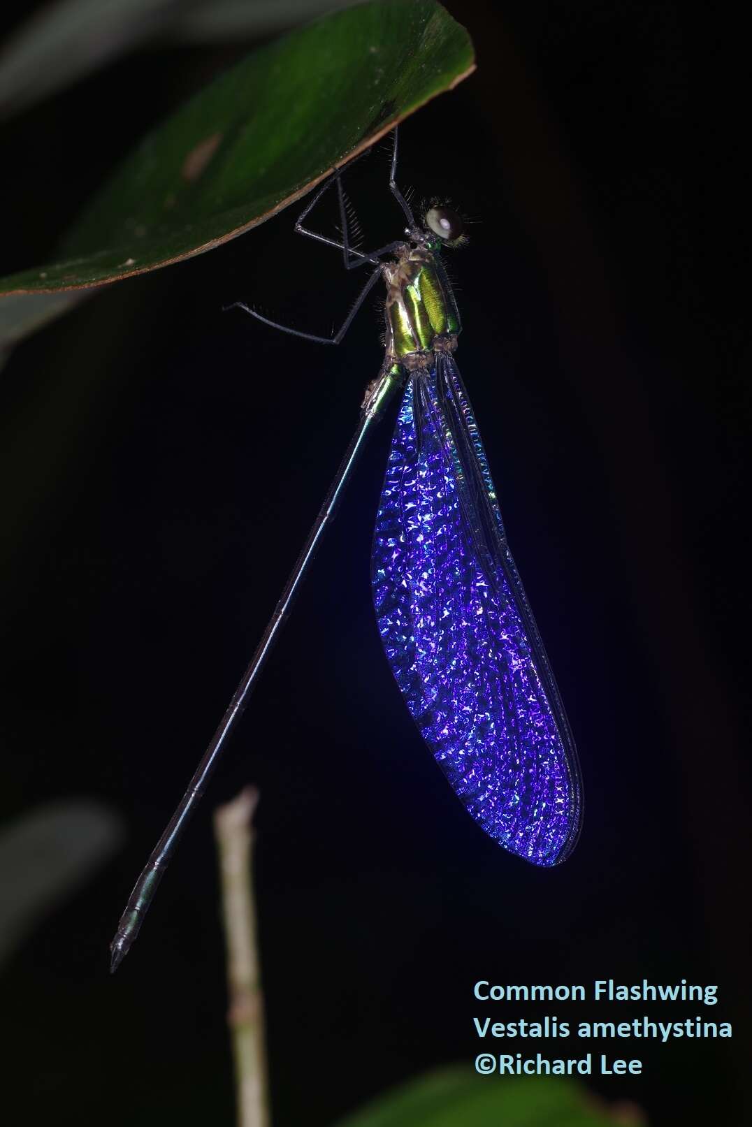 Image of Vestalis amethystina Lieftinck 1965