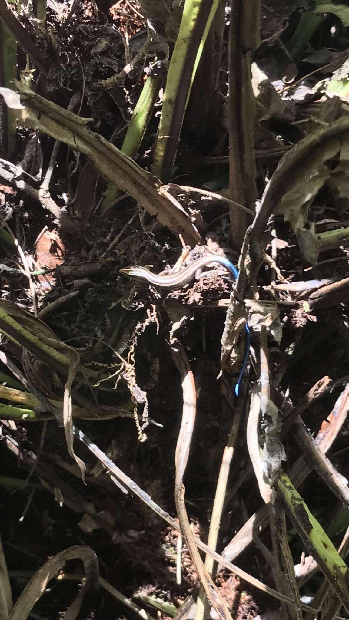 Image of Pacific Blue-Tail Skink