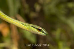 Image of Cope's Parrot Snake