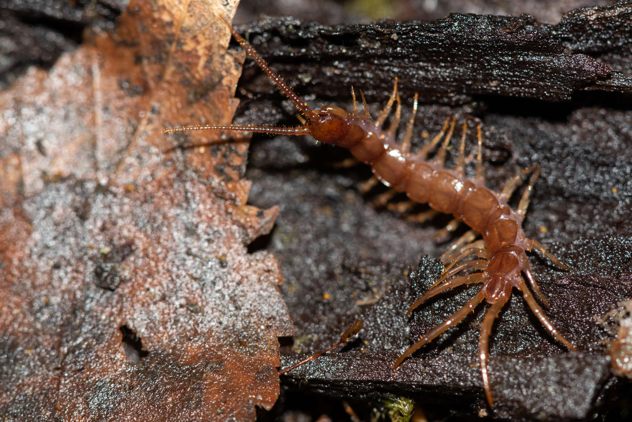 Image of Common centipede